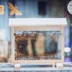 Kutak sa živim pčelama