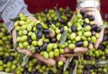 Maslinari od države traže daljnje porezno i administrativno rasterećenje