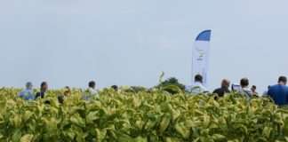 Hrvatski duhani kooperantima isplatili 3,5 mil. kn više nego lani