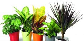 SPAR otkupljuje cvijeće, sadnice i začine domaćih dobavljača