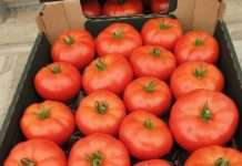 Započela berba rajčica u stakleniku Belja