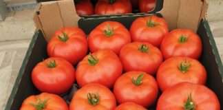 Započela berba rajčica u stakleniku Belja