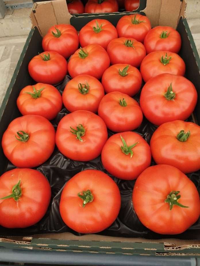 Domaća rajčica Belje