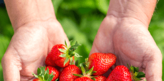 Kaufland poziva male proizvođače i OPG-ove na suradnju