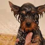 Hund_in_Dusche web
