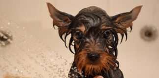 GEBERIT nudi rješenja za lakšu njegu kućnih ljubimaca