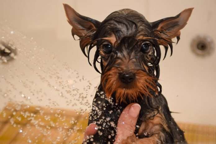 Hund_in_Dusche web