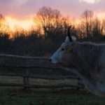 AZRRI istarski boskarin