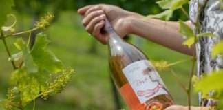 Čaroban Rose iz Kutjeva za osvježavajuće uživanje u ljetu