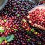 International Coffee Partners