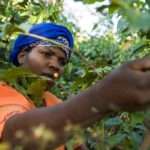 International Coffee Partners_branje kave