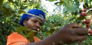 Objavljeno godišnje izvješće International Coffee Partners za 2019.