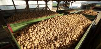 Za ulaganja u skladišne kapacitete za krumpir 11, 8 milijuna kuna