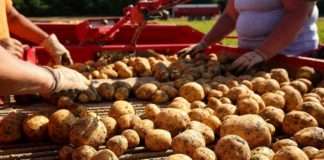 Intersnack Adria ove godine otkupljuje čak 19 tisuća tona krumpira lokalnih proizvođača