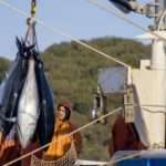 Pelagos Net Farma (6)