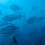 Tuna Pelagos Net Farma