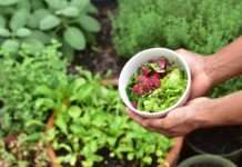 SPECIJAL ZDRAVA HRANA: Personalizirana prehrana je budućnost nutricionizma