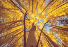 Jesen stiže, lišće pada, padaju li i porezi?