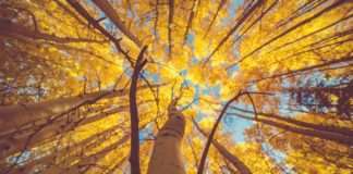 Jesen stiže, lišće pada, padaju li i porezi?