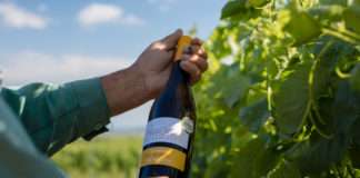 De Gotho graševina 2018. platinum na Decanteru