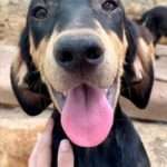 Drustvo za zastitu zivotinja Dubrovnik