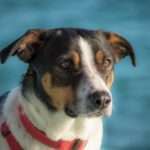 Udruga Sibenske sape (1)