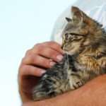 Udruga Sibenske sape