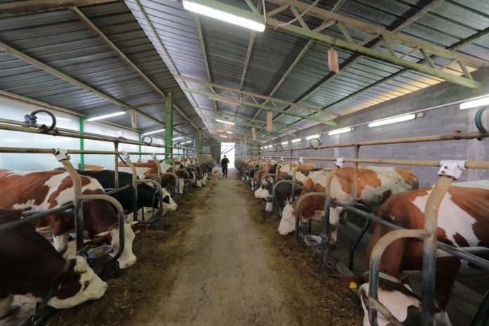 Farma Kraljik 1