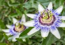 Tri prirodna rješenja protiv nesanice i stresa