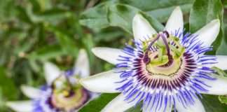 Tri prirodna rješenja protiv nesanice i stresa