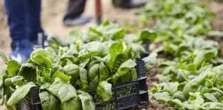 Lidl razvija prvi standard za očuvanje bioraznolikosti za konvencionalnu proizvodnju voća i povrća