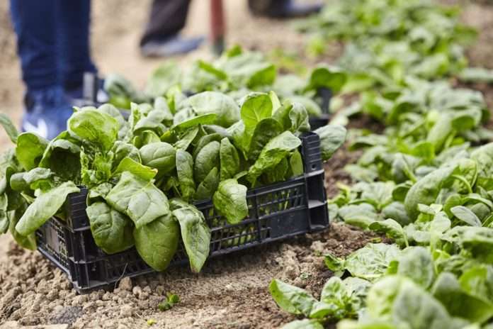 Fresh spinach in the hothouse