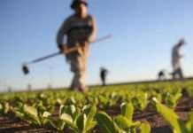 Objavljen novi natječaj za osiguranje poljoprivredne proizvodnje