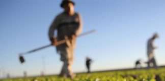 HUP: Zapušteno poljoprivredno zemljište hitno staviti u funkciju