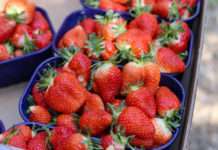 Počela berba vrgoračkih jagoda – očekuje se oko 600 tona uroda