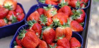 Počela berba vrgoračkih jagoda – očekuje se oko 600 tona uroda