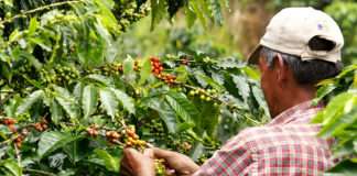 Kolumbija otkrila devet novih sojeva opasne gljivice na kavi