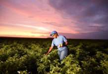 PepsiCo najavio širenje regenerativne poljoprivredne prakse na više od tri milijuna hektara do 2030.