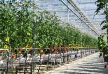 Počela berba rajčica u Belju