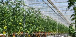 Počela berba rajčica u Belju