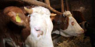 HPK pozvao proizvođače da ispune upitnik o potrebama ulaganja u sektor mljekarstva