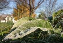 Mraz prouzročio velike štete na šećernoj repi u Francuskoj