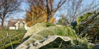 Mraz prouzročio velike štete na šećernoj repi u Francuskoj