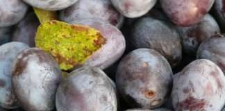 Mali proizvođači jakih alkoholnih pića bit će oslobođeni od plaćanja trošarina?