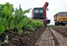 Isplaćeno više od 11 milijuna kuna za proizvođače šećerne repe i malim mljekarima