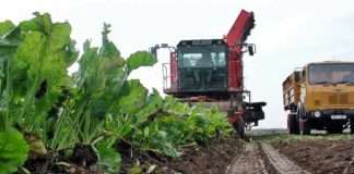 Za potpore proizvođačima šećerne repe 30 milijuna kuna godišnje