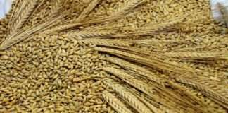 Europski ured potvrdio patente Carlsberega i Heinekena na ječam