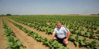 Nova udruga proizvođača duhana Tabacum želi povećati proizvodnju duhana u Podravini i Slavoniji