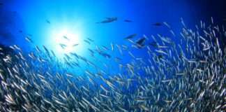 Ministarstvo: Vrijednosti izvoza proizvoda ribarstva porasla za 31 posto