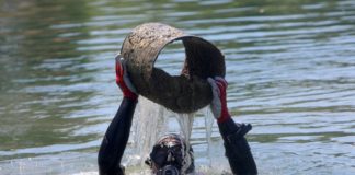 Akcija KPA Vodomara i Ožujskog piva: Pravilno zbrinuto više od sedam tona otpada